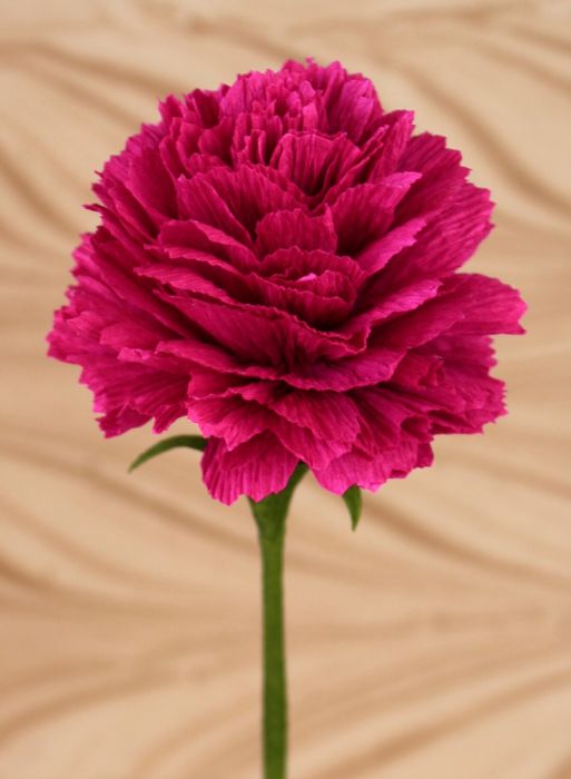 1888: The Carnation