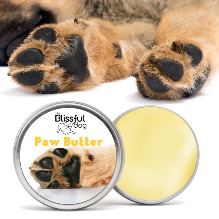 should my dogs paw pads be rough